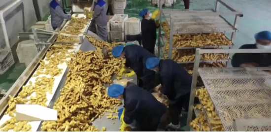 重生的TA | “悬崖边”的中国生姜，如何上演48小时反击战？