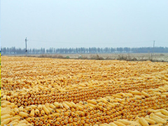 如何确定玉米期货保证金收取？保证金收取对玉米期货交易有何影响？