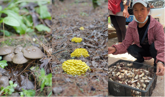 奇富科技百万帮扶云南中屏镇：菌菇田里的振兴密码与“村BA”的双向奔赴