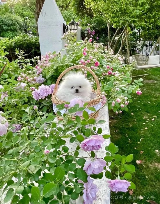 蓓总：贬低业绩可以忍，贬低颜值不能忍！