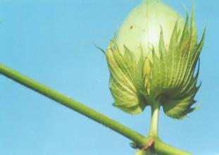 如何看待棉花期权铜期权投资建议？这些建议对投资方向有何引导？