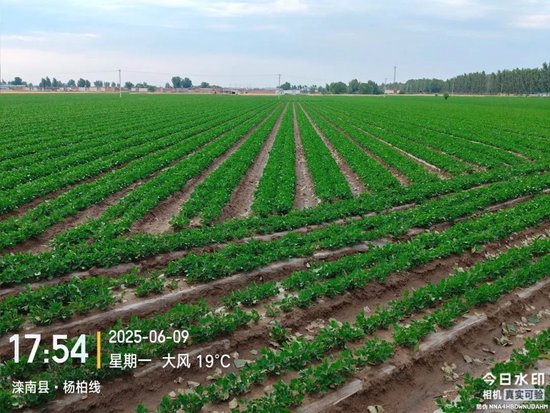 【产区调研】花生:河北202506