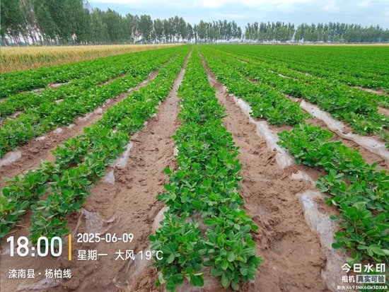 【产区调研】花生:河北202506