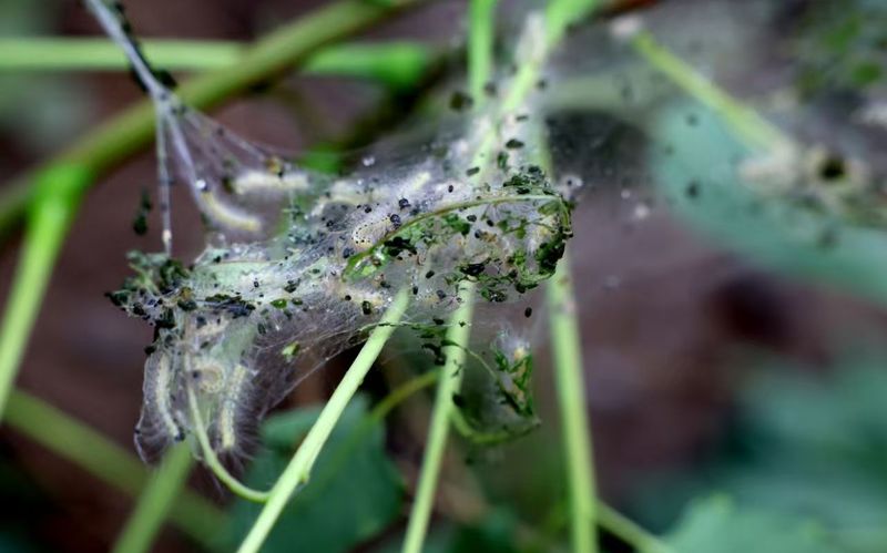 北京推出“拍照识虫”小程序2.0版本,市民可上报美国白蛾线索