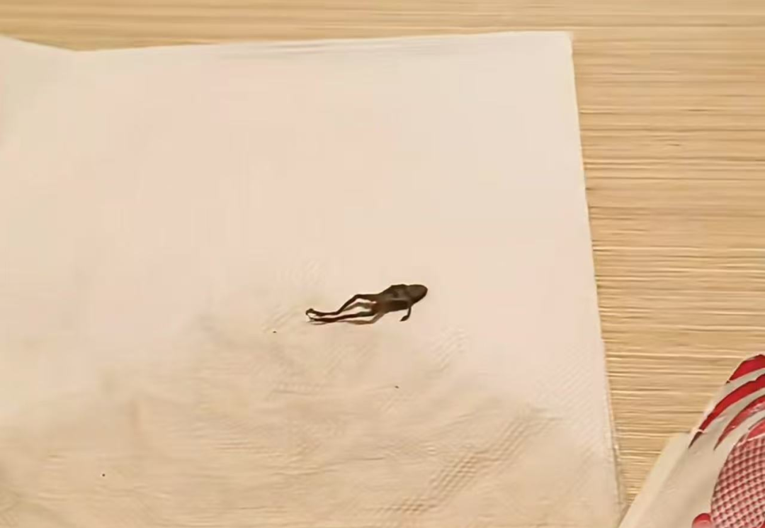 知名茶饮被曝喝出青蛙,当事人:太恶心了,差点喝进嘴里