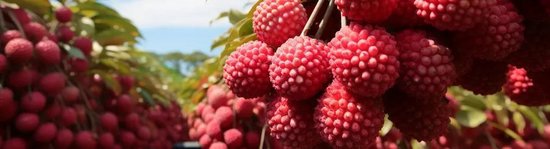 驿路星驰，双千成林——公募REITs四周年成长录