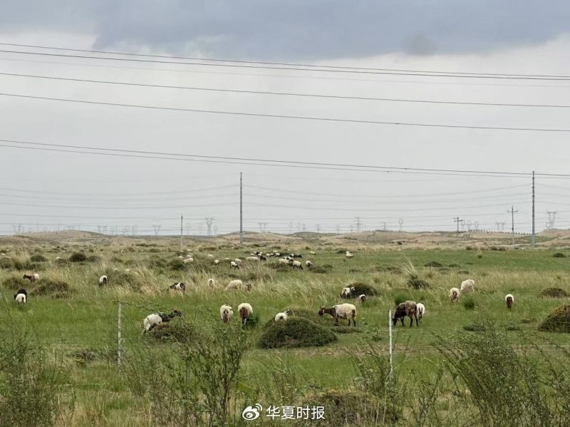 中国人寿的青海答卷：戈壁滩上育出“光伏羊”